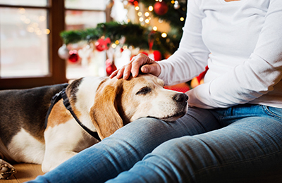The best products you need for your senior pet this Christmas