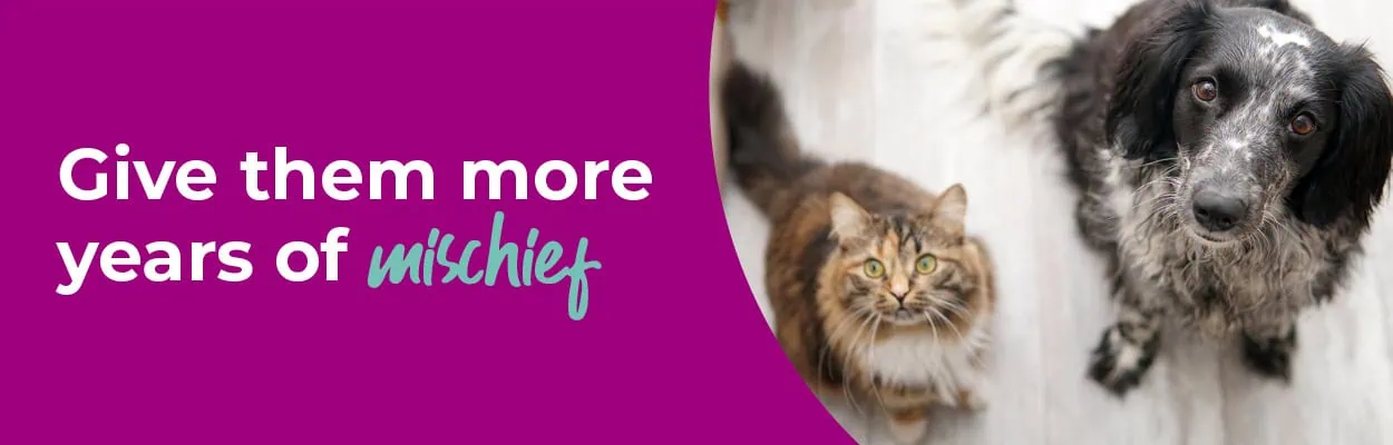 Senior Pet Care Advice & Check-ups | Crofts Vets Surrey