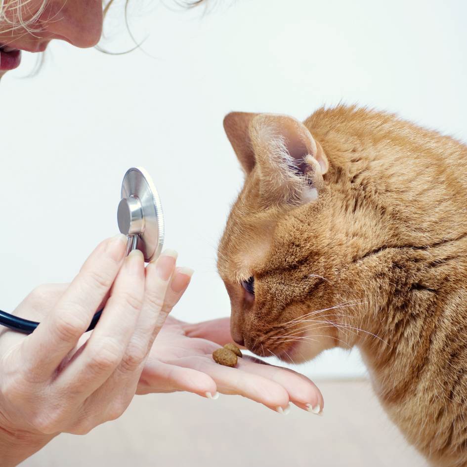 Cat friendly clinic near me ginger cat