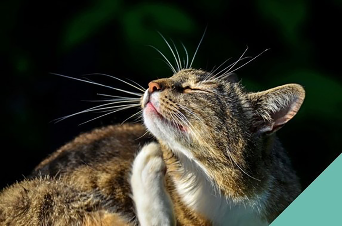 The Importance Of Flea And Worm Treatment For Your Dog, Cat Or Rabbit