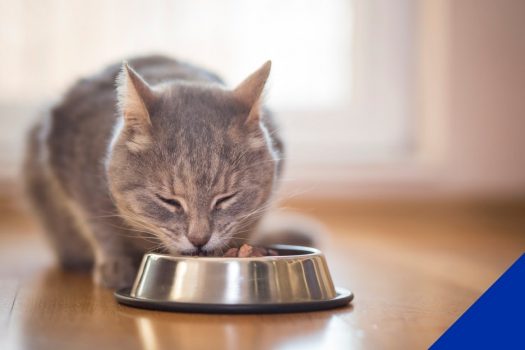 Nutritional advice for pets