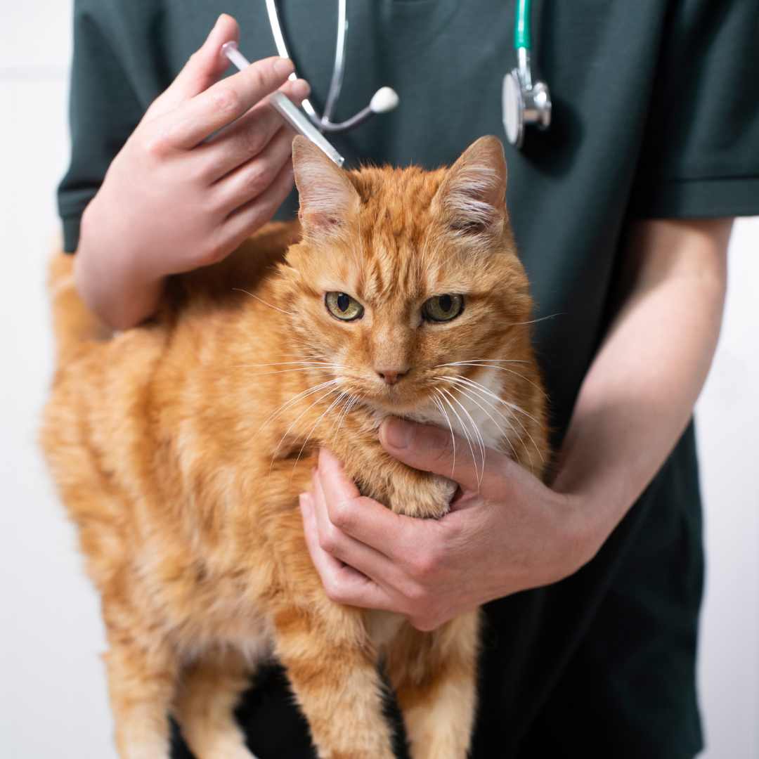 cat getting flea treatment from Crofts Vets