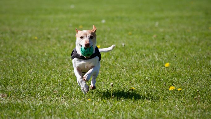 A dog after receiving flea treatments for dogs from Crofts Vets