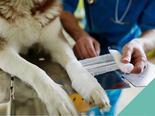 Basic first aid for pet owners 