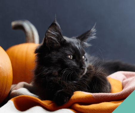 Halloween Awareness For Pets