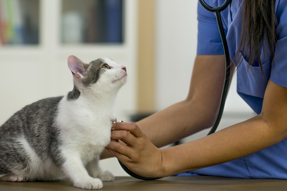 5 benefits to joining our Pet Health Plan