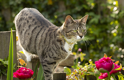 how to protect your pets from Lily Poisoning at Crofts Vets