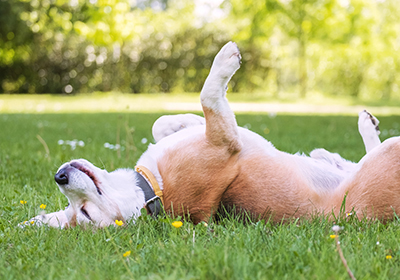 summer safety tips for pets at Crofts Vets