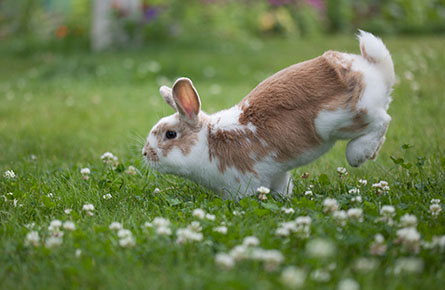 Rabbit Hopping
