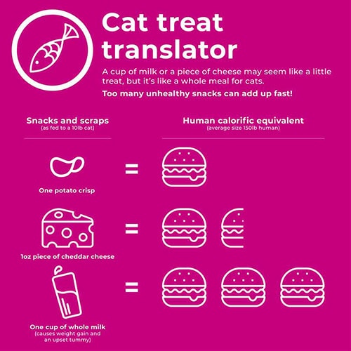 take the weight off cat infographics 500x500