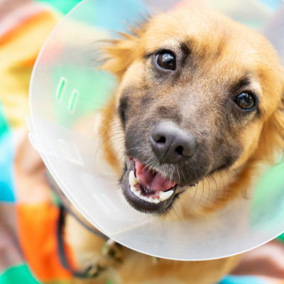A dog after receiving laparoscopic 'keyhole' spaying at Crofts Vets
