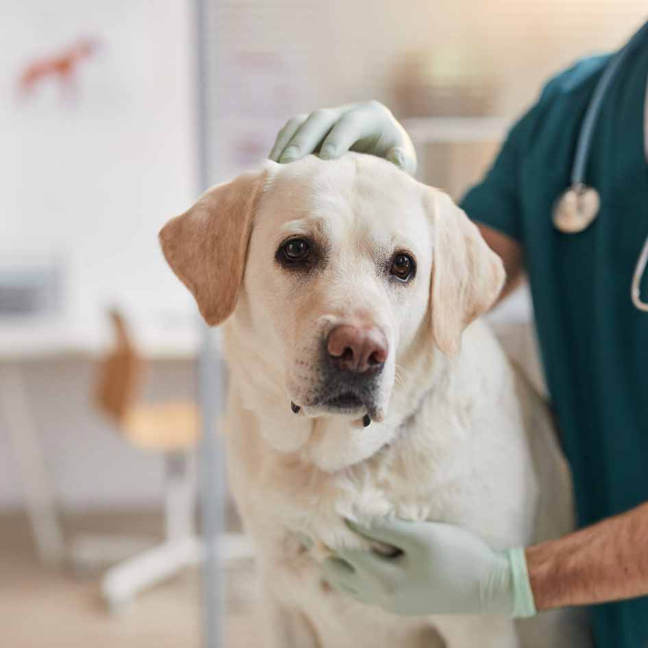 dog vaccinations at Crofts Vets