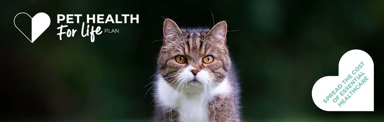 Cat Pet Health for Life Plan | Crofts Vets