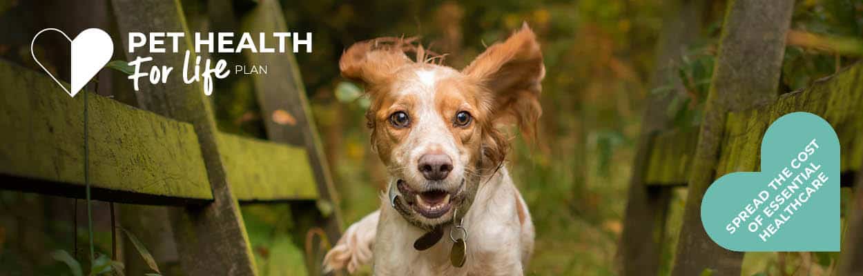 Dog Pet Health for Life Plan | Crofts Vets