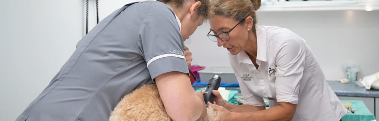 Acupuncture | Crofts Vets