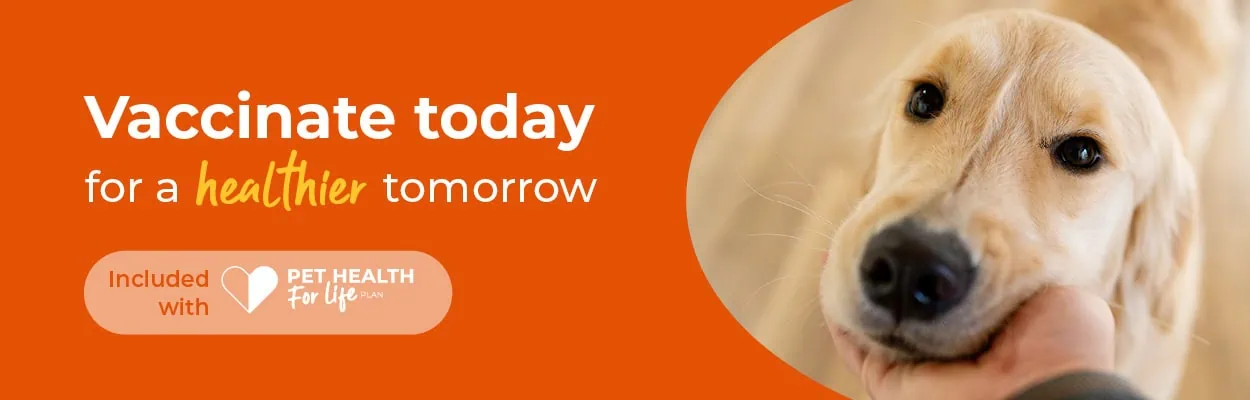 Pet Vaccinations | Croft Vets Surrey