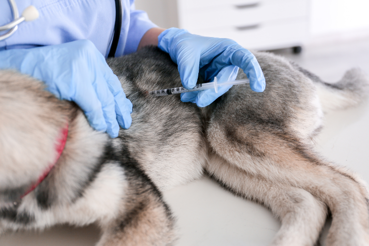 A puppy receiving puppy vaccinations at Crofts Vets in Haslemere, Surrey