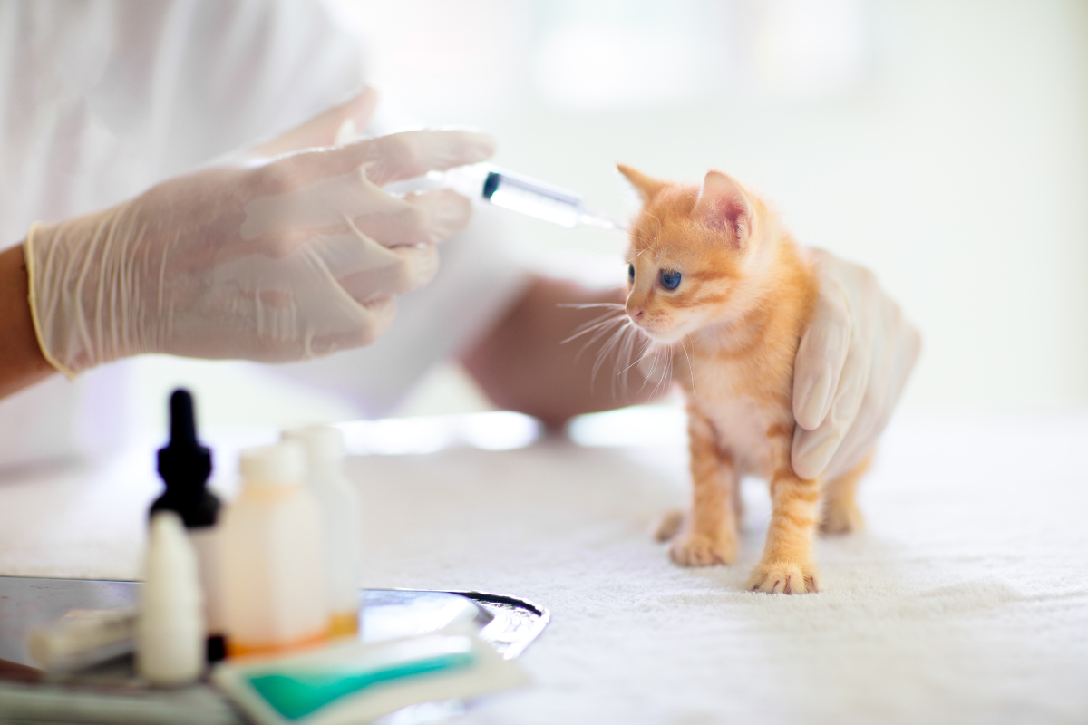 A cat receiving kitten vaccinations in Haslemere, Surrey at Crofts Vets