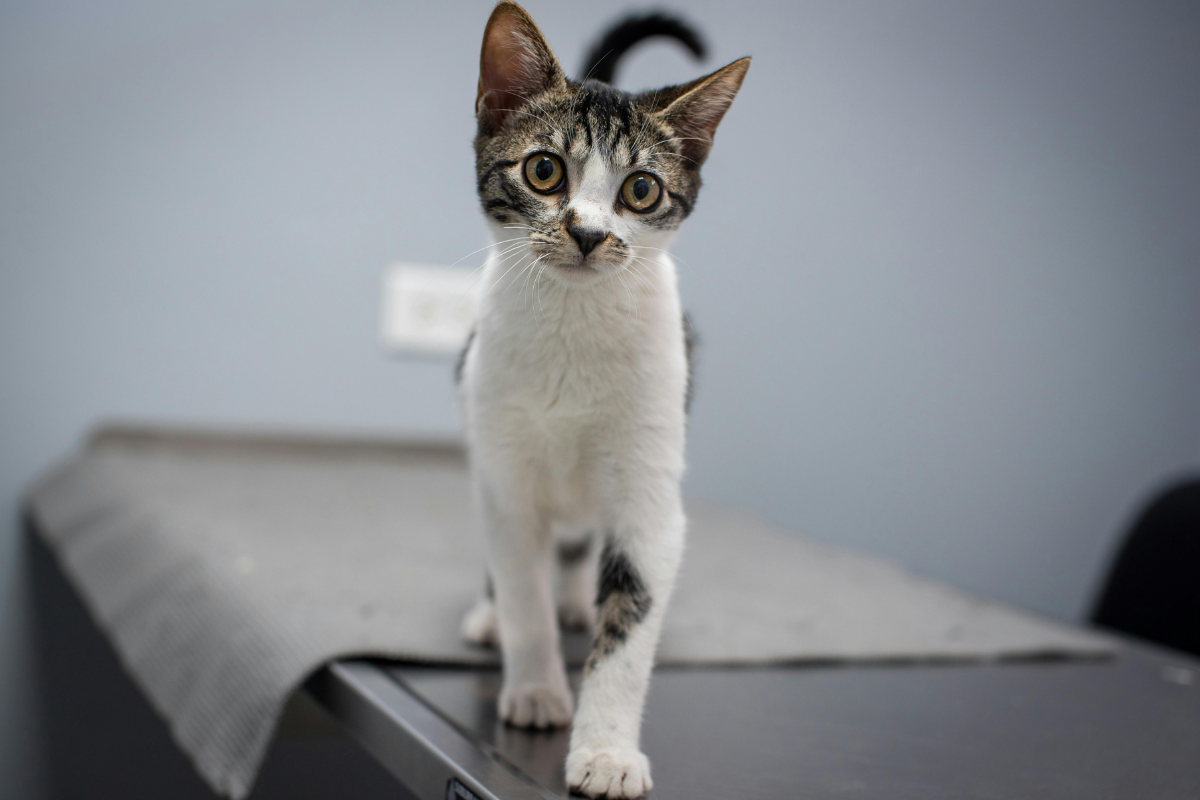A cat receiving kitten vaccinations in Haslemere, Surrey at Crofts Vets