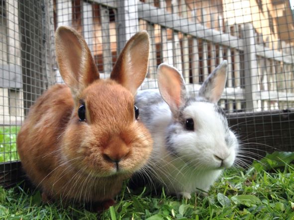 pair of rabbits neutured at crofts vets