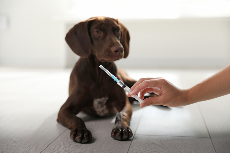 A puppy receiving puppy vaccinations in Haslemere Surrey at Crofts Vets