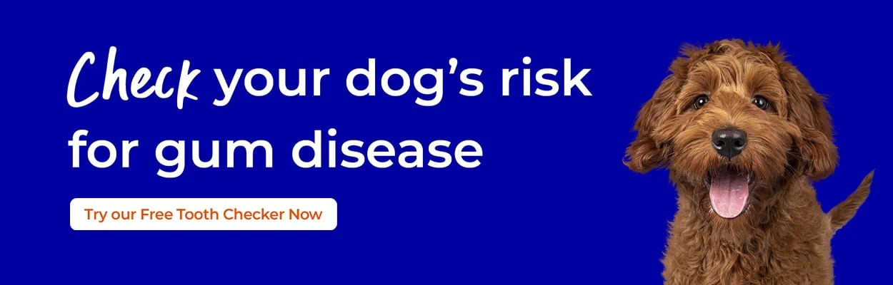 Pet Dental Care | Cats & Dogs | Croft Vets 