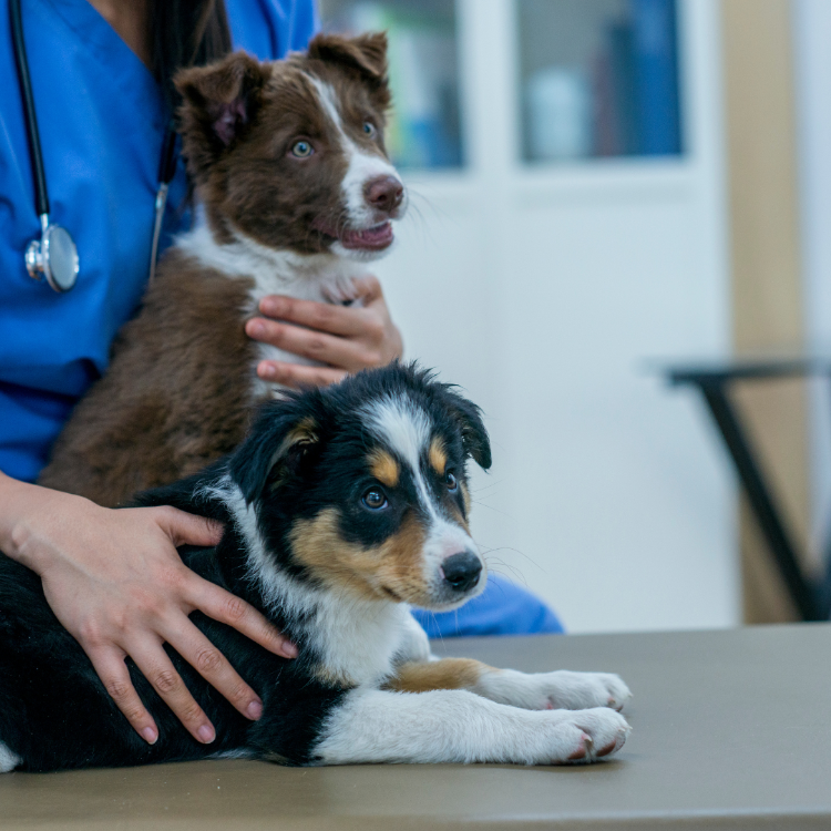 Two dogs after receiving treatment at Liphook vets: Crofts Vets
