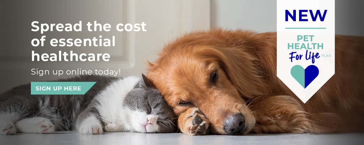 Crofts Veterinary Surgery Haslemere | Vets Near Me Surrey